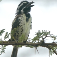 Głowaczek mały - Tricholaema melanocephala - Black-throated Barbet