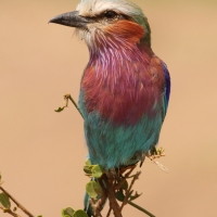 Kraska liliowopierśna - Coracias caudatus - Lilac-breasted Roller