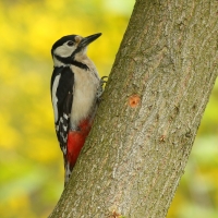 Dzięcioł duży - Dendrocopos major - Great Spotted Woodpecker