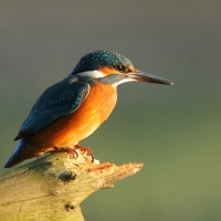 Zimorodek zwyczajny - Alcedo atthis - Common Kingfisher