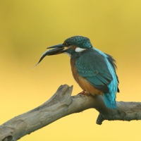 Zimorodek zwyczajny - Alcedo atthis - Common Kingfisher