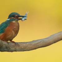 Zimorodek zwyczajny - Alcedo atthis - Common Kingfisher