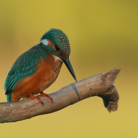 Zimorodek zwyczajny - Alcedo atthis - Common Kingfisher