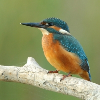 Zimorodek zwyczajny - Alcedo atthis - Common Kingfisher