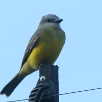 Tyran melancholijny - Tyrannus melancholicus - Tropical Kingbird