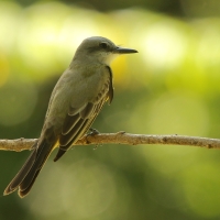 Tyran melancholijny - Tyrannus melancholicus - Tropical Kingbird