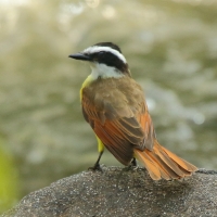 Bentewi wielki - Pitangus sulphuratus - Great Kiskadee