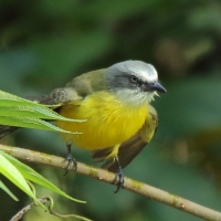 Bentewi szarogłowy - Myiozetetes granadensis - Gray-capped Flycatcher