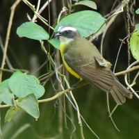 Bentewi krasnociemieniowy - Myiozetetes similis - Social Flycatcher