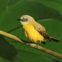 Bentewi szarogłowy - Myiozetetes granadensis - Gray-capped Flycatcher