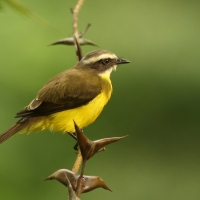 Bentewi wielkodzioby - Megarynchus pitangua - Boat-billed Flycatcher