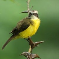 Bentewi wielkodzioby - Megarynchus pitangua - Boat-billed Flycatcher