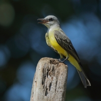 Tyran melancholijny - Tyrannus melancholicus - Tropical Kingbird