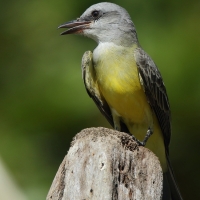 Tyran melancholijny - Tyrannus melancholicus - Tropical Kingbird