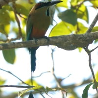 Piłodziób czarnogardły - Eumomota superciliosa - Turquoise-browed Motmot