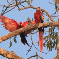 Ara żółtoskrzydła - Ara macao - Scarlet Macaw
