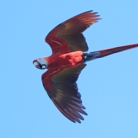 Ara żółtoskrzydła - Ara macao - Scarlet Macaw