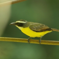 Bentewi wielkodzioby - Megarynchus pitangua - Boat-billed Flycatcher