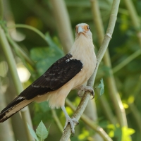 Karakara jasnogłowa - Milvago chimachima - Yellow-headed Caracara