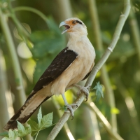 Karakara jasnogłowa - Milvago chimachima - Yellow-headed Caracara