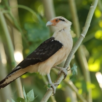 Karakara jasnogłowa - Milvago chimachima - Yellow-headed Caracara