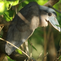 Rakojad - Cochlearius cochlearius - Boat-billed Heron