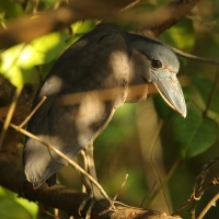 Rakojad - Cochlearius cochlearius - Boat-billed Heron