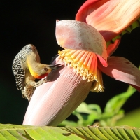 Dzięciur płomiennogłowy - Melanerpes hoffmannii - Hoffmann's Woodpecker