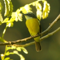 Bentewi szarogłowy - Myiozetetes granadensis - Gray-capped Flycatcher