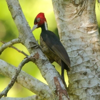 Dzięcioł jasnodzioby - Campephilus guatemalensis - Pale-billed Woodpecker