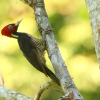 Dzięcioł jasnodzioby - Campephilus guatemalensis - Pale-billed Woodpecker