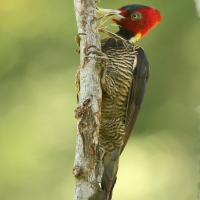 Dzięcioł jasnodzioby - Campephilus guatemalensis - Pale-billed Woodpecker