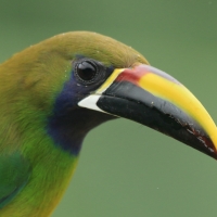 Pieprzojad szmaragdowy - Aulacorhynchus prasinus - Emerald Toucanet