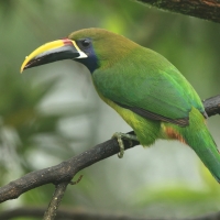Pieprzojad szmaragdowy - Aulacorhynchus prasinus - Emerald Toucanet