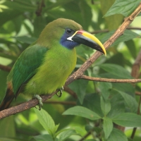 Pieprzojad szmaragdowy - Aulacorhynchus prasinus - Emerald Toucanet
