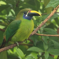 Pieprzojad szmaragdowy - Aulacorhynchus prasinus - Emerald Toucanet