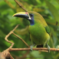 Pieprzojad szmaragdowy - Aulacorhynchus prasinus - Emerald Toucanet