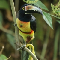 Arasari obrożny - Pteroglossus torquatus - Collared Aracari