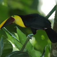 Tukan brązowodzioby - Ramphastos ambiguus swainsonii  - Yellow-throated Toucan