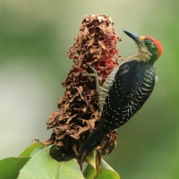 Dzięciur pstry - Melanerpes pucherani - Black-cheeked Woodpecker