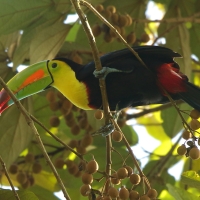 Tukan tęczodzioby - Ramphastos sulfuratus - Keel-billed Toucan