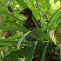 Penelopa rdzawobrzucha - Penelope purpurascens - Crested Guan
