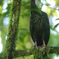 Penelopa rdzawobrzucha - Penelope purpurascens - Crested Guan
