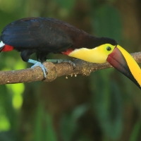 Tukan brązowodzioby - Ramphastos ambiguus swainsonii  - Yellow-throated Toucan