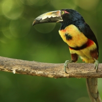 Arasari obrożny - Pteroglossus torquatus - Collared Aracari