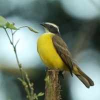 Bentewi wielkodzioby - Megarynchus pitangua - Boat-billed Flycatcher
