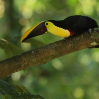 Tukan brązowodzioby - Ramphastos ambiguus swainsonii  - Yellow-throated Toucan