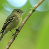 Empidonka żółtobrzucha - Empidonax flaviventris - Yellow-bellied Flycatcher