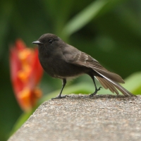 Fibik czarny - Sayornis nigricans - Black Phoebe
