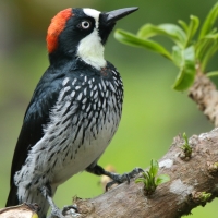Dzięciur żołędziowy - Melanerpes formicivorus - Acorn Woodpecker
